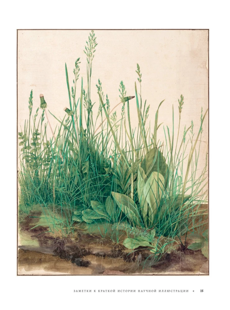 Profession - Scientific Illustrator. Guide to Illustration in Biology, Archaeology and Paleoart